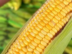 Mercados Públicos de João Pessoa já vendem milho verde e aquece comércio de comidas juninas