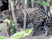 Parque Arruda Câmara está aberto nesta segunda e terça de carnaval