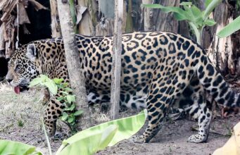 Bica reabre com segurança reforçada nas suas instalações