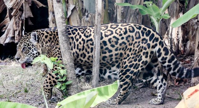 Parque Arruda Câmara está aberto nesta segunda e terça de carnaval