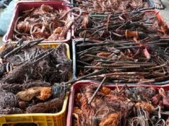 Guarda Civil de João Pessoa e Polícia Civil apreendem quase uma tonelada de cobre